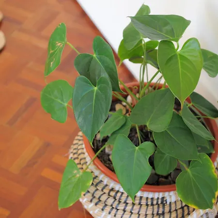 Center Mercado Do Bolhao Prime Location Jesuina E As 3 Janelas