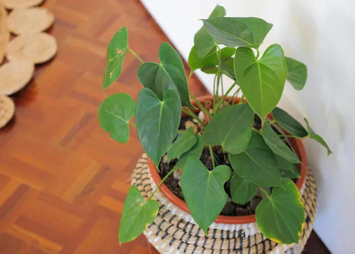 Center Mercado Do Bolhao Prime Location Jesuina E As 3 Janelas